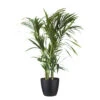 Palmier Kentia - Howea Forsteriana - Environ 130cm De Haut - Dans Le Pot "brussels" - Noir -VIDA Plantes Magasin 6462290060af83.29071235