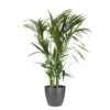 Palmier Kentia - Howea Forsteriana - Environ 130cm De Haut - Dans Le Pot "brussels" - Anthracite/gris -VIDA Plantes Magasin 6462290670dea1.50236439