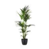 Kentia Palme - Howea Forsteriana - Xxl - Environ 165cm De Haut - Dans Le Pot "brussels" - Noir -VIDA Plantes Magasin 646229094bd952.79283145