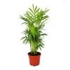 Chamaedorea Elegans - Palmier De Montagne - 3 Plantes En Pot De 12cm -VIDA Plantes Magasin 6462290a9c88e2.68128428