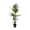 Kentia Palme - Howea Forsteriana - Xxl - Environ 165cm De Haut - Dans La Jardinière "brussels" - Sans Jardinière -VIDA Plantes Magasin 6462290e974be9.62053340