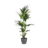Palmier Kentia - Howea Forsteriana - Xxl - Environ 165cm De Haut - Dans Le Pot "brussels" - Anthracite/gris -VIDA Plantes Magasin 646229590994d7.83644922