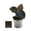 Jewel Orchid - Macodes Anoectochilus Onyx - Mini Orchidée Terrestre à Feuilles Fantaisies - Pot 6cm -VIDA Plantes Magasin 6462298a416cb2.54032244