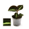 Jewel Orchid - Macodes Anoectochilus Moonstone - Mini Orchidée Terrestre à Feuilles Fantaisies - Pot 6cm -VIDA Plantes Magasin 64622995208bd2.37816548