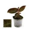 Jewel Orchid - Macodes Anoectochilus Garnet - Mini Orchidée Terrestre à Feuilles Fantaisies - Pot 6cm 1 Jewel Orchid - Macodes Anoectochilus Garnet - Mini Orchidée Terrestre à Feuilles Fantaisies - Pot 6cm -VIDA Plantes Magasin 6462299cab7627.53477943