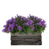 Campanula Addenda Ambella - Glockenblume Intensives Lila - Holzschale Mit 2 Gartenpflanzen - 12cm Topf - Mehrjährig - Winterhart -VIDA Plantes Magasin 646229a10e2641.06106641
