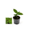 Jewel Orchid - Ludisia Jade - Mini Orchidée Terrestre à Feuilles Fantaisies - Pot 6cm 1 Jewel Orchid - Ludisia Jade - Mini Orchidée Terrestre à Feuilles Fantaisies - Pot 6cm -VIDA Plantes Magasin 646229a2c8fbc4.58518959