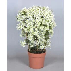 Clématite Kimiko™ 'evipo066'/pot De 1,5l - Tuteur Bambou 30/60 Cm -VIDA Plantes Magasin 64681bb4447d45.22622505