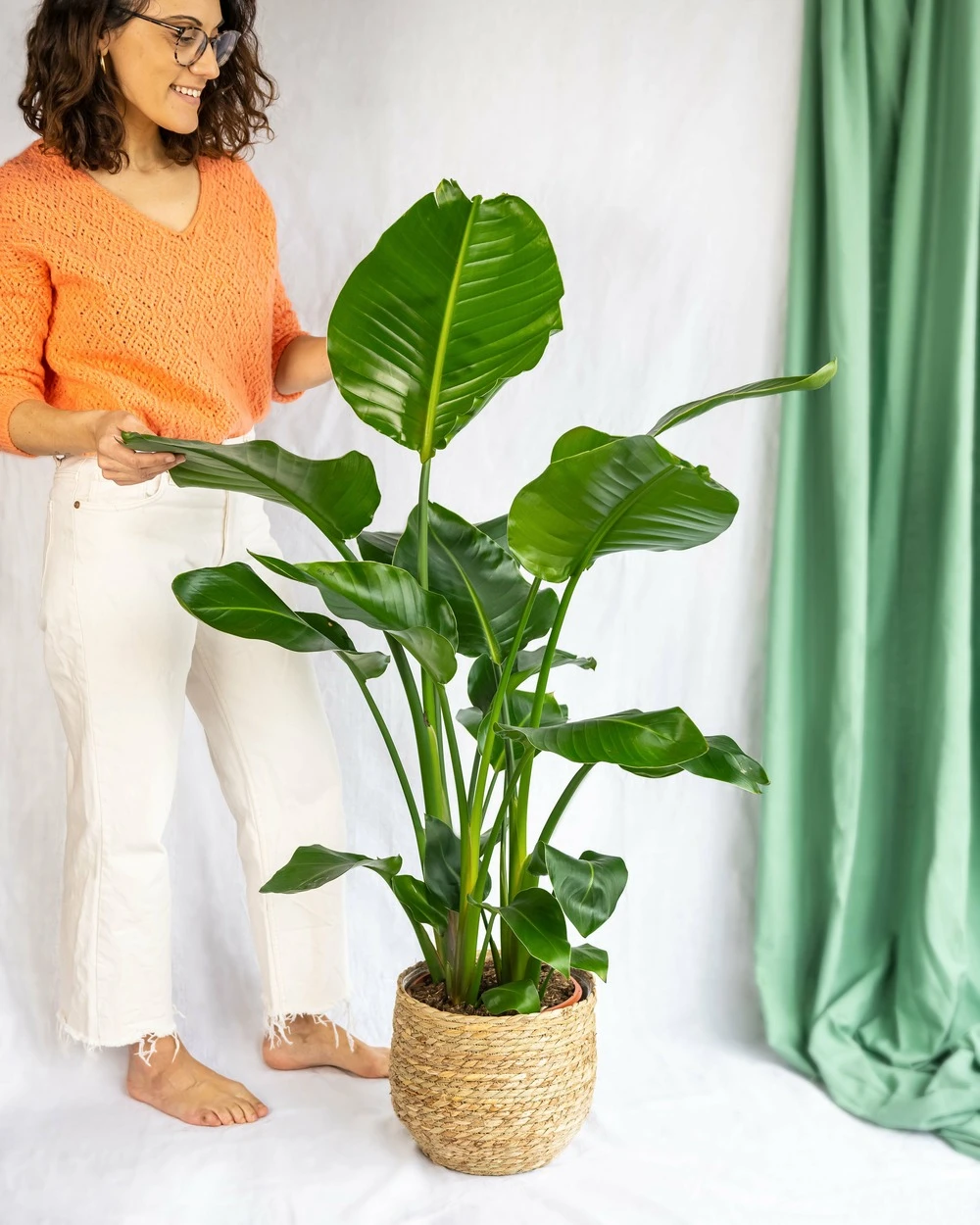 Plante D'intérieur - Strelitzia Nicolai Xl 130cm 3 Plante D'intérieur - Strelitzia Nicolai Xl 130cm