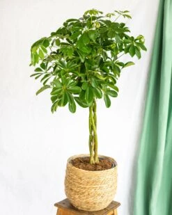 Plante D'intérieur - Schefflera Xl 90cm -VIDA Plantes Magasin 64773f281040c4.65547906