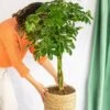 Plante D'intérieur - Schefflera Xl 90cm -VIDA Plantes Magasin 64773f281d39e9.77998372