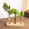 Plante D'intérieur - Trio De Mini Plantes En Hydroculture Sur Socle 11cm -VIDA Plantes Magasin 64773f32ed4b83.14704554
