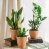 Plante D'intérieur - Trio De Plantes - Easy Care | Entretien Facile 35cm -VIDA Plantes Magasin 64773f37c7a945.91423082
