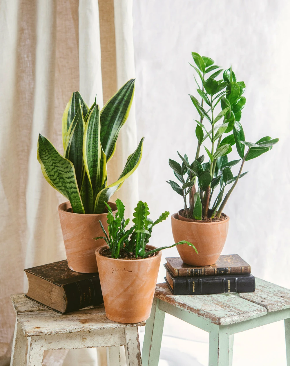 Plante D'intérieur - Trio De Plantes - Easy Care | Entretien Facile 35cm 3 Plante D'intérieur - Trio De Plantes - Easy Care | Entretien Facile 35cm