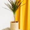 Plante D'intérieur - Dracaena Marginata Magenta 55cm -VIDA Plantes Magasin 64773f46ced259.78340686