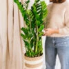 Plante D'intérieur - Zamioculcas Zamifiolias Xl 95cm -VIDA Plantes Magasin 64773f4c64f483.27363152