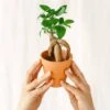 Plante D'intérieur - Mini Ficus Ginseng Microcarpa (d06) 12cm 2 Plante D'intérieur - Mini Ficus Ginseng Microcarpa (d06) 12cm -VIDA Plantes Magasin 64773f552ccb88.07706598