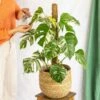 Plante D'intérieur - Monstera Deliciosa Variegata Xl 80cm -VIDA Plantes Magasin 64773f5ba00707.30193175