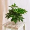 Plante D'intérieur - Fatsia Japonica 22cm -VIDA Plantes Magasin 64773f60abae90.96488972