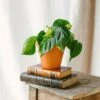 Plante D'intérieur - Philodendron Scandens Brazil M 10cm -VIDA Plantes Magasin 64773f691e5d48.52018194