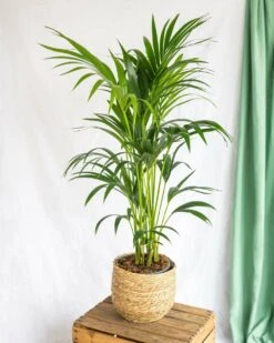 Plante D'intérieur - Kentia Howea Xl 80cm 5 Plante D'intérieur - Kentia Howea Xl 80cm -VIDA Plantes Magasin 64773f6add0451.74028306