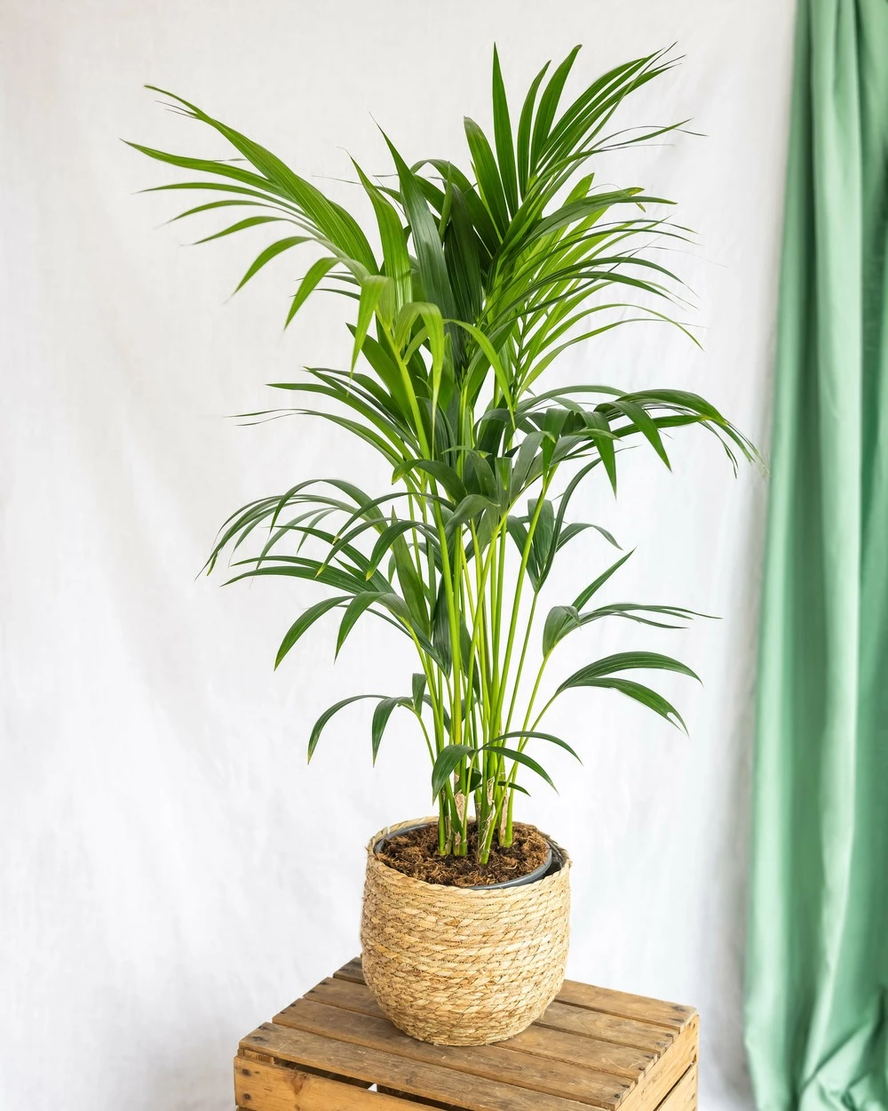 Plante D'intérieur - Kentia Howea Xl 80cm 4 Plante D'intérieur - Kentia Howea Xl 80cm – Image 2