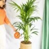 Plante D'intérieur - Kentia Howea Xl 80cm -VIDA Plantes Magasin 64773f6ae211e4.58975590