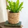 Plante D'intérieur - Asplenium Crispy Wave 20cm -VIDA Plantes Magasin 64773f6f1a29d8.31794298