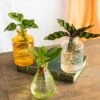 Plante D'intérieur - Salina Trio De Plantes En Hydroculture - Jaune 11cm -VIDA Plantes Magasin 64773f703c5ea6.68804602