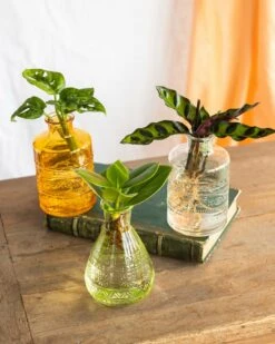 Plante D'intérieur - Salina Trio De Plantes En Hydroculture - Jaune 11cm