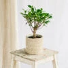 Plante D'intérieur - Bonsaï Retusa 5 Ans D'age 30cm -VIDA Plantes Magasin 64773f724c3885.50747497
