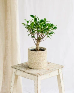 Plante D'intérieur - Bonsaï Retusa 5 Ans D'age 30cm