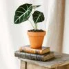 Plante D'intérieur - Alocasia Black Velvet 35cm 1 Plante D'intérieur - Alocasia Black Velvet 35cm -VIDA Plantes Magasin 64773f75cd17b5.92933009