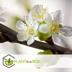 3 Pommes Différentes Sur 1 Arbre - Pot 17 Cm - Hauteur 60-70cm -VIDA Plantes Magasin 6478b275eb1777.08001142