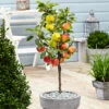 3 Pommes Différentes Sur 1 Arbre - Pot 17 Cm - Hauteur 60-70cm -VIDA Plantes Magasin 6478b275f034b3.42805714