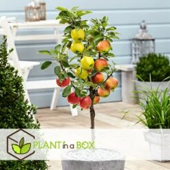 3 Pommes Différentes Sur 1 Arbre - Pot 17 Cm - Hauteur 60-70cm -VIDA Plantes Magasin 6478b276016da1.99677535