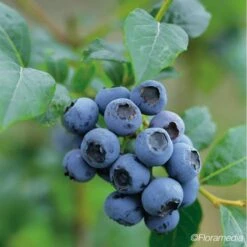 Myrtille 'blue Crop' - Myrtille Blue Crop 1.5l
