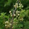 Groseillier à Grappes 'versaillaise Blanche' - Ribes Rubrum 1,5l -VIDA Plantes Magasin 6478c451a00045.22070948