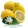 Citronnier Des 4 Saisons "citrus Limon" Tailles:pot De 9 Litres, Hauteur 80/100 Cm -VIDA Plantes Magasin 6478cb740013f3.50754503