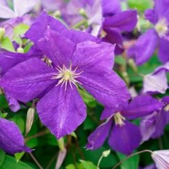Clématite 'jackmanii' - Clematis 3l -VIDA Plantes Magasin 647d2d29d53ba3.94892301
