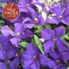 Clématite 'jackmanii' - Clematis 3l -VIDA Plantes Magasin 647d2d2a1088d8.58077957