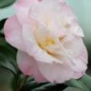 Camélia 'dr Tinsley' - 1l -VIDA Plantes Magasin 6481c9db6c4563.01720871