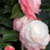 Camelia 'desire' - 4l -VIDA Plantes Magasin 6481c9dd08aa19.23895903
