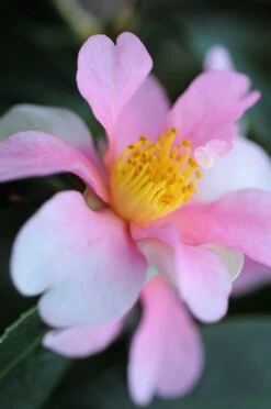 Camélia 'yume' - 4l