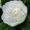Camélia 'man Size' - 4l -VIDA Plantes Magasin 6481c9deb68475.16420046