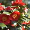 Camelia 'bleunienn An Trev' - 4l 1 Camelia 'bleunienn An Trev' - 4l -VIDA Plantes Magasin 6481c9df830507.43667905