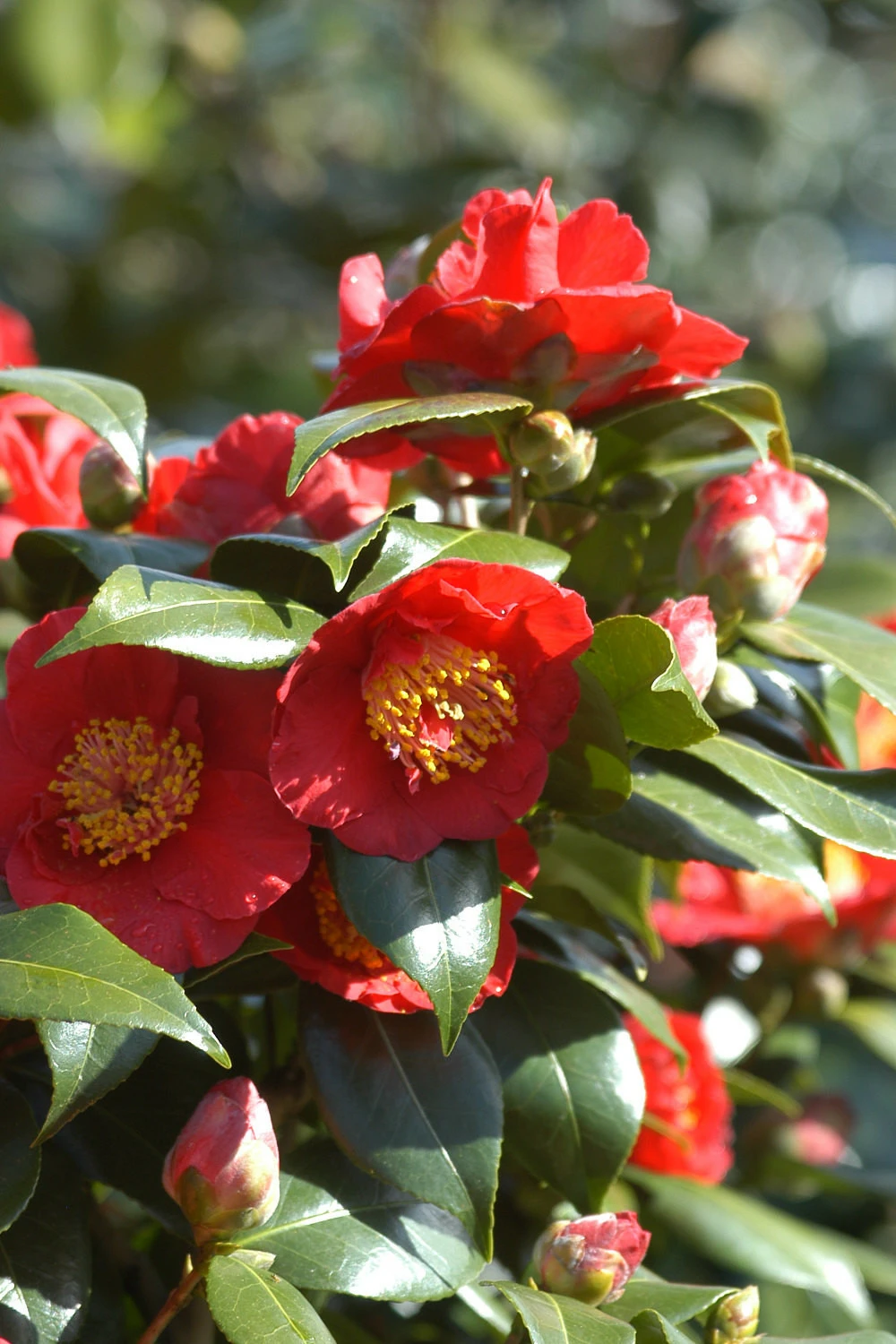 Camelia 'bleunienn An Trev' - 4l 3 Camelia 'bleunienn An Trev' - 4l