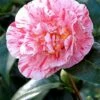 Camélia 'mrs Nellie Eastman' - 4l -VIDA Plantes Magasin 6481c9dfe50162.70037183