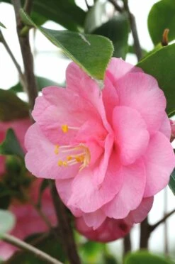 Camélia 'spring Festival' - 4l
