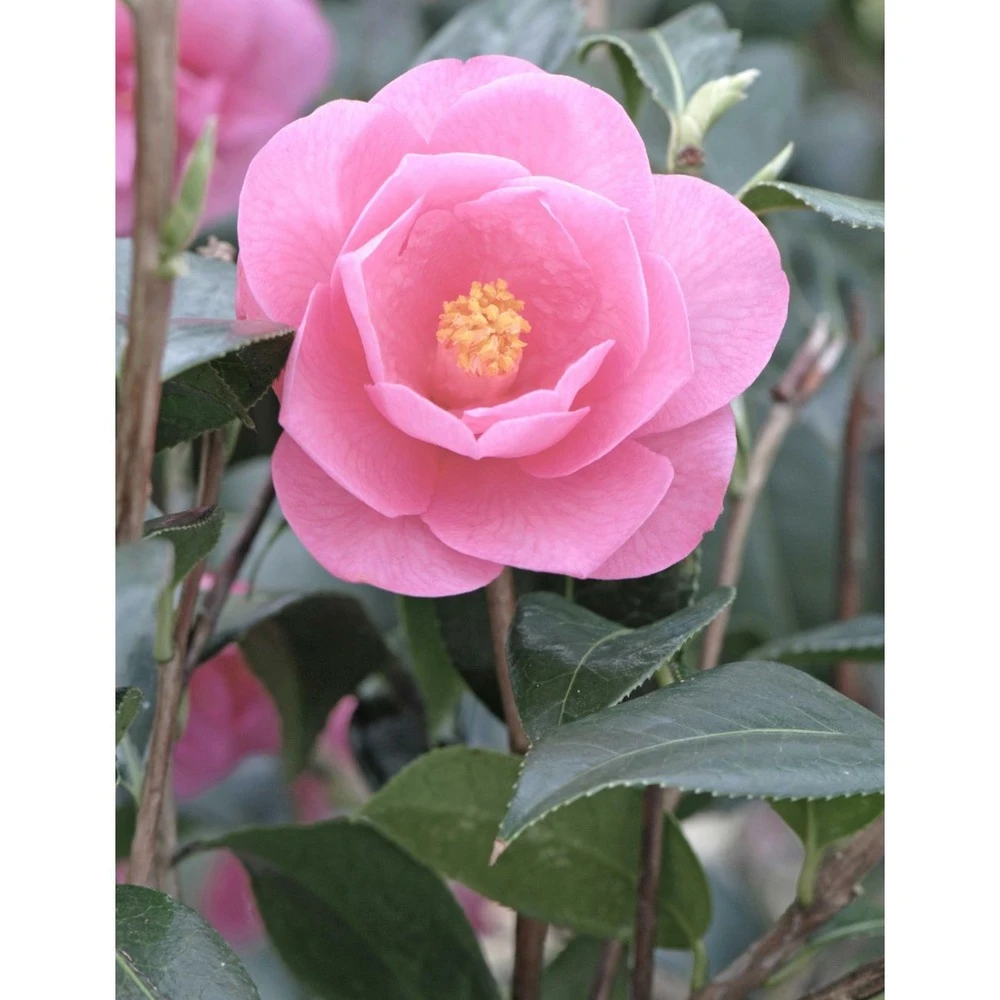 Camélia 'barbara Clark' - 4l 4 Camélia 'barbara Clark' - 4l – Image 2